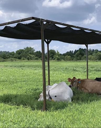 Как солнечное излучение может вызвать хромоту у коров