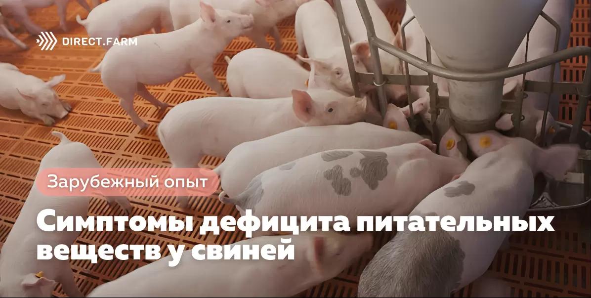 Болезни свиней, связанные с дефицитом питательных веществ