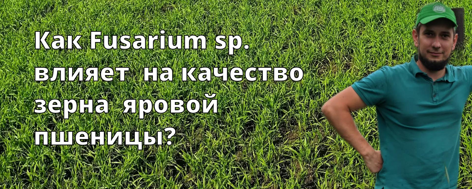 Fusarium sp. и её влияние на качество зерна яровой пшеницы (Эксперимент).