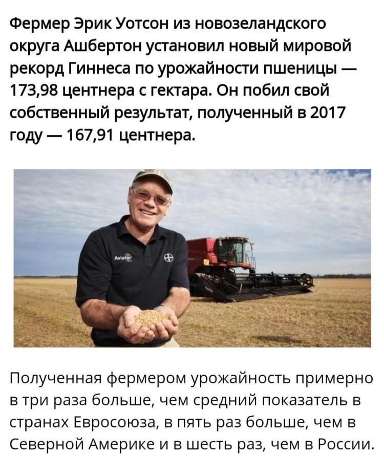Мировой рекорд урожайности пшеницы