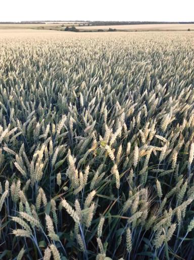 Влияние предшественников на урожайность озимой пшеницы сортов Таня и Нота 