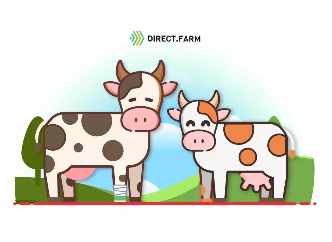 Причины растяжения связок тазобедренного сустава у коров