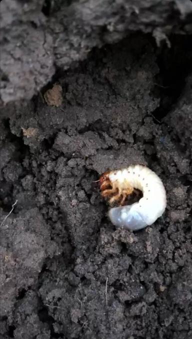 Агромониторинг