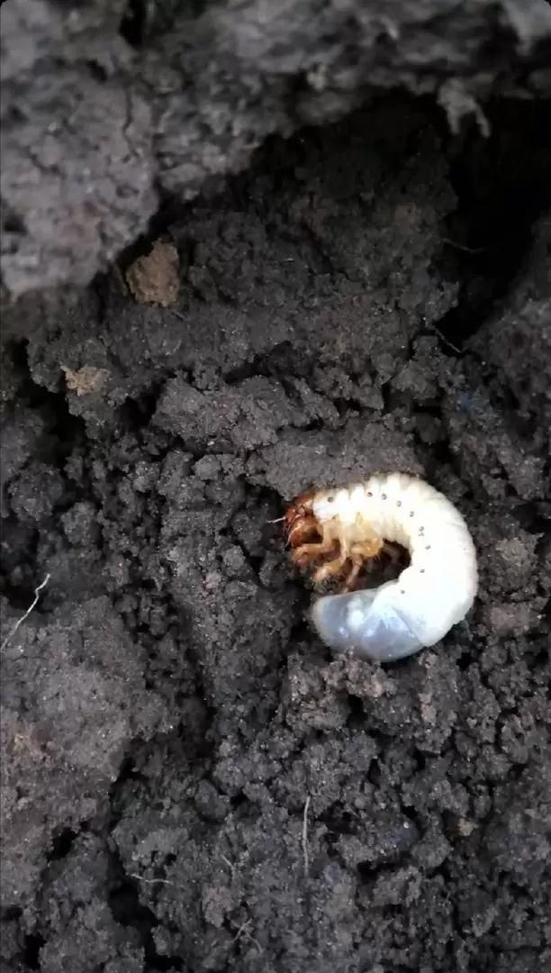 Агромониторинг