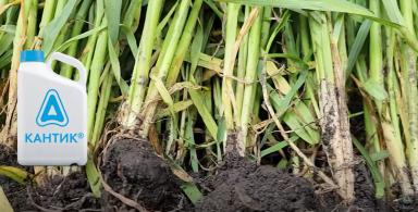 Об опасности прикорневых гнилей зерновых