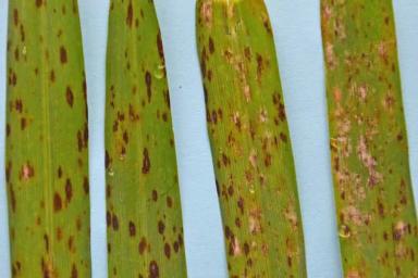 Мучнистая роса