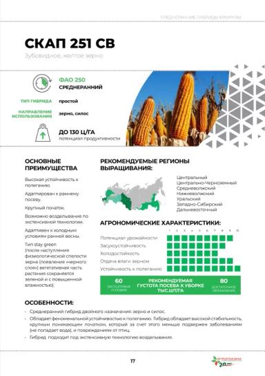 Скап 251 СВ гибрид кукурузы