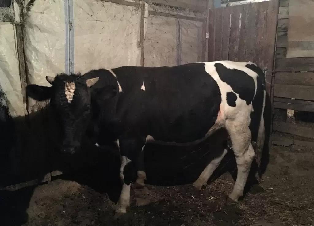 Вопросы из чатов: из-за чего у быков развивается паралич?