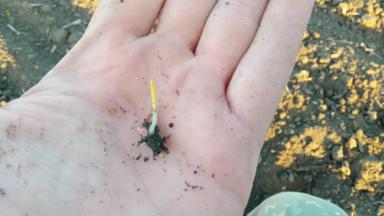 Пшеница выбрасывает лист в почве. 