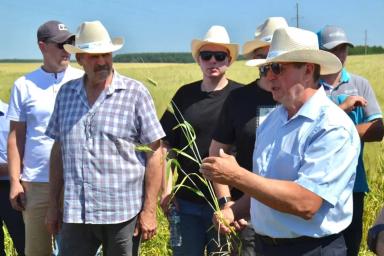 Таганрог — яровая твёрдая пшеница, которая продаётся качеством