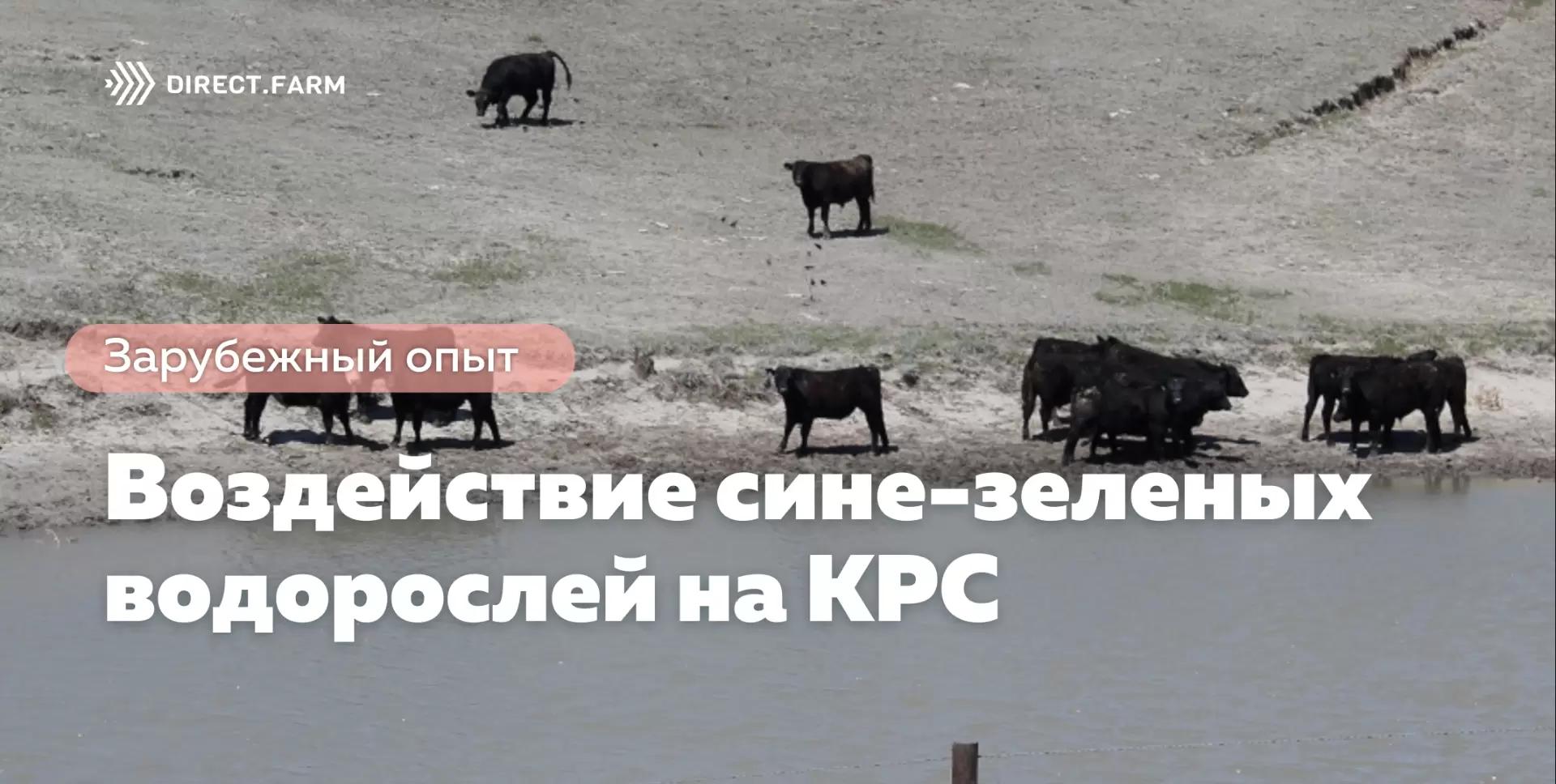 Воздействие сине-зеленых водорослей (цианобактерий) при цветении воды на КРС