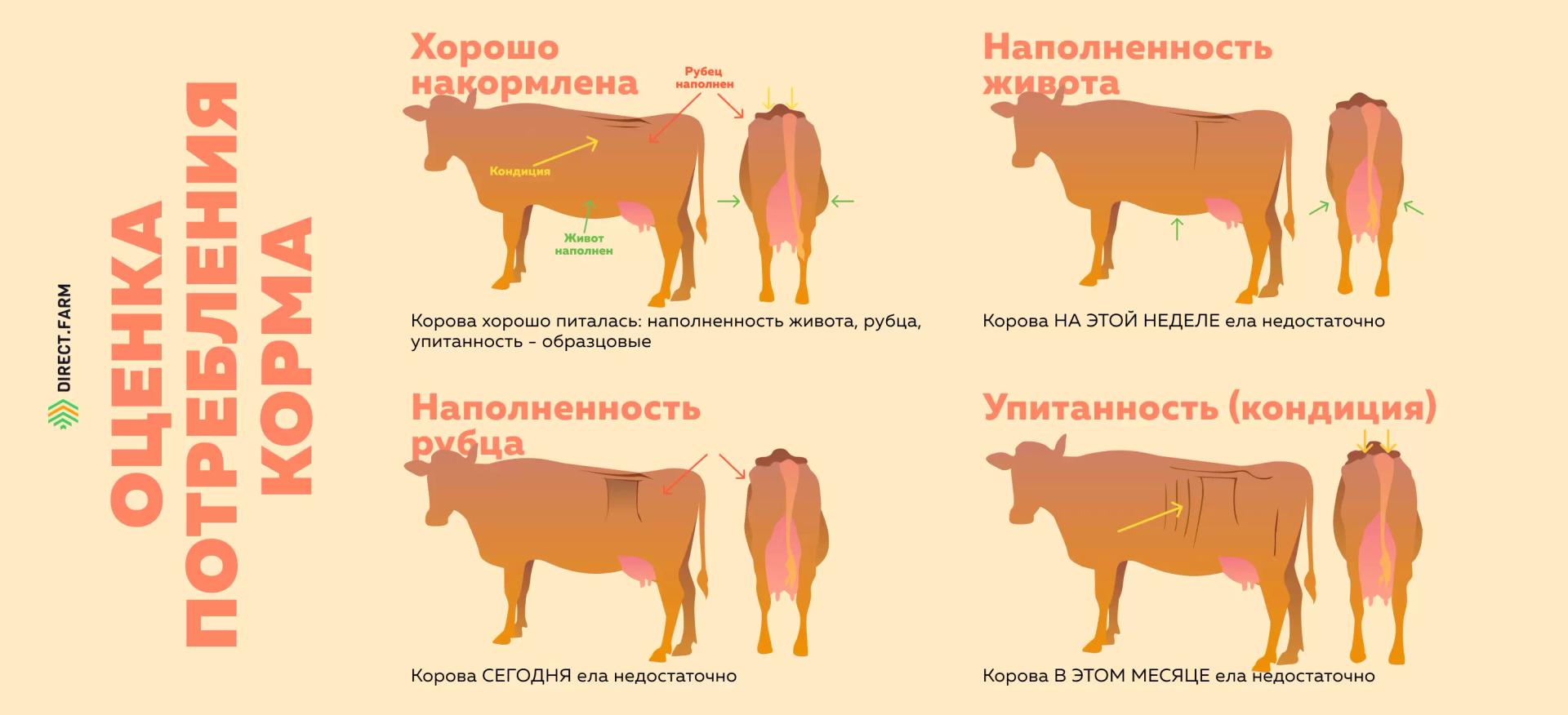 Упитанность коров. Коровы высшей упитанности. Оценка упитанности коров. Коровы плохой упитанности.