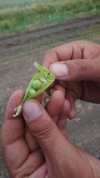 Меры борьбы с гороховой плодожоркой