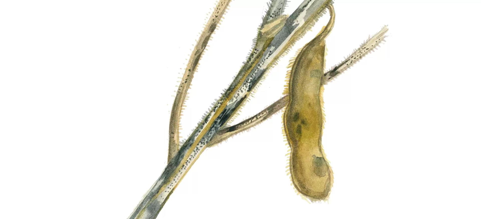 Рак стеблей сои