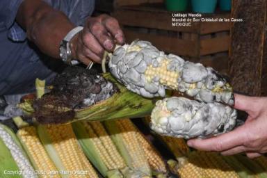 Уитлакоче – деликатес из пузырчатой головни