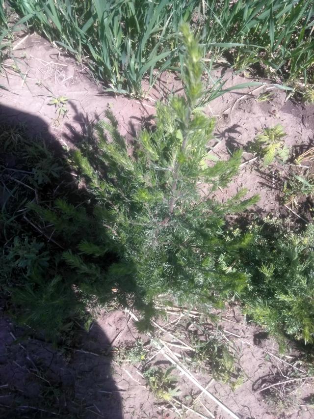 Что за сорняки?