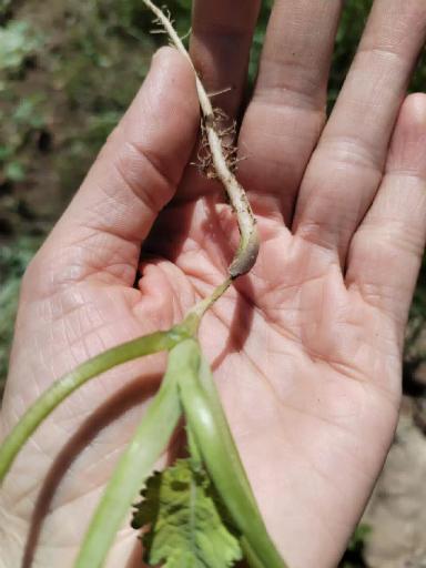 Влияние ряда стимуляторов на пшеницу кукурузу и рапс. Продолжение.
