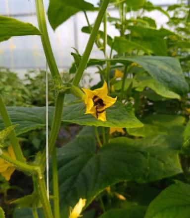 Шмели в теплице