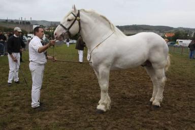 Булонская порода лошадей