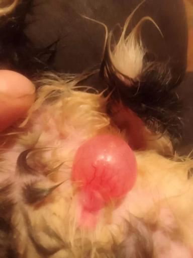 Проблемы с мочеиспусканием у недельной козочки