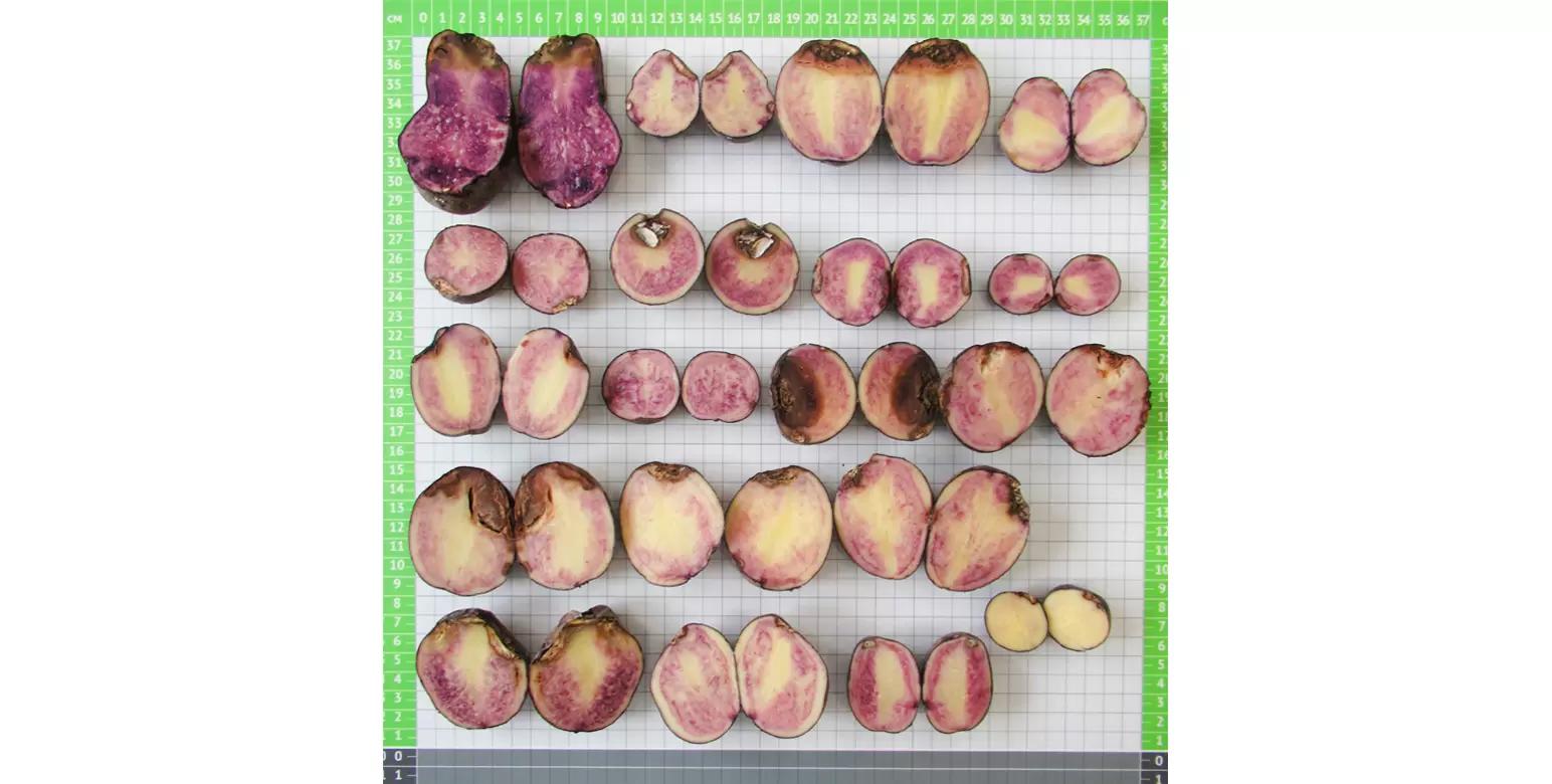 Клубневой анализ картофеля