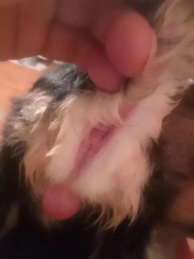 Из-за чего у новорожденной козочки проблемы с мочеиспусканием?