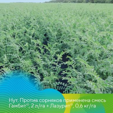 Комплексная защита нута и чечевицы