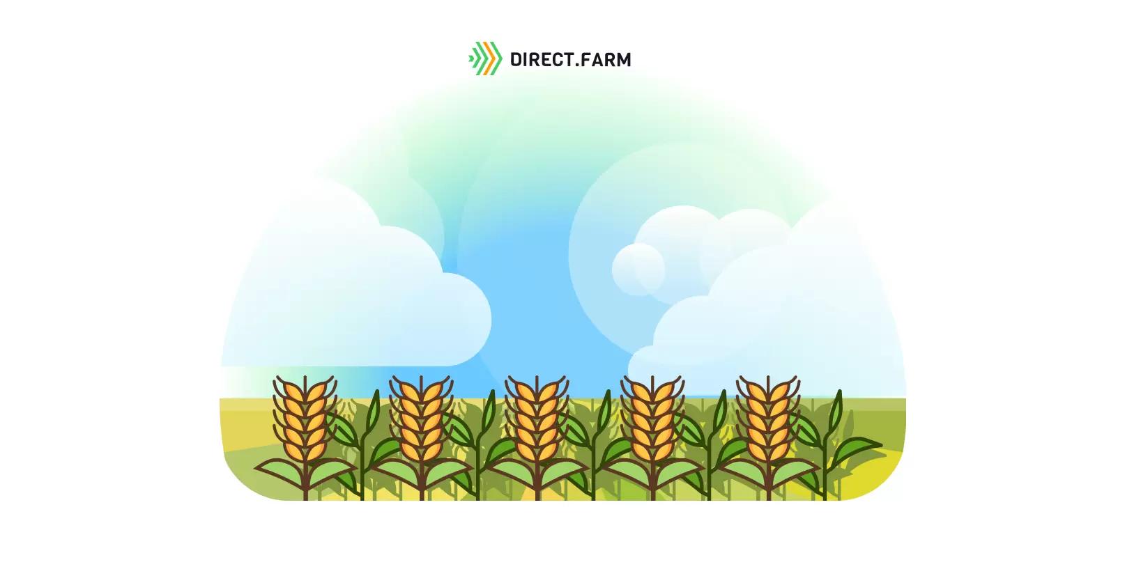 Падалица гороха на озимой пшенице - убирать ли?