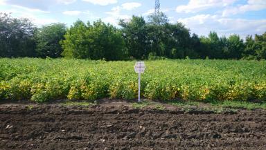 Олимпия сорт сои