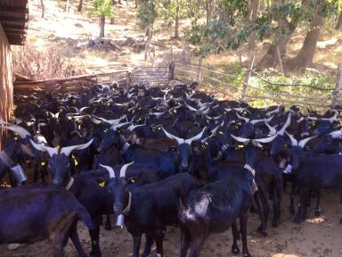 Верата - порода коз