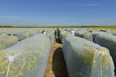 Селекция гибридов рапса