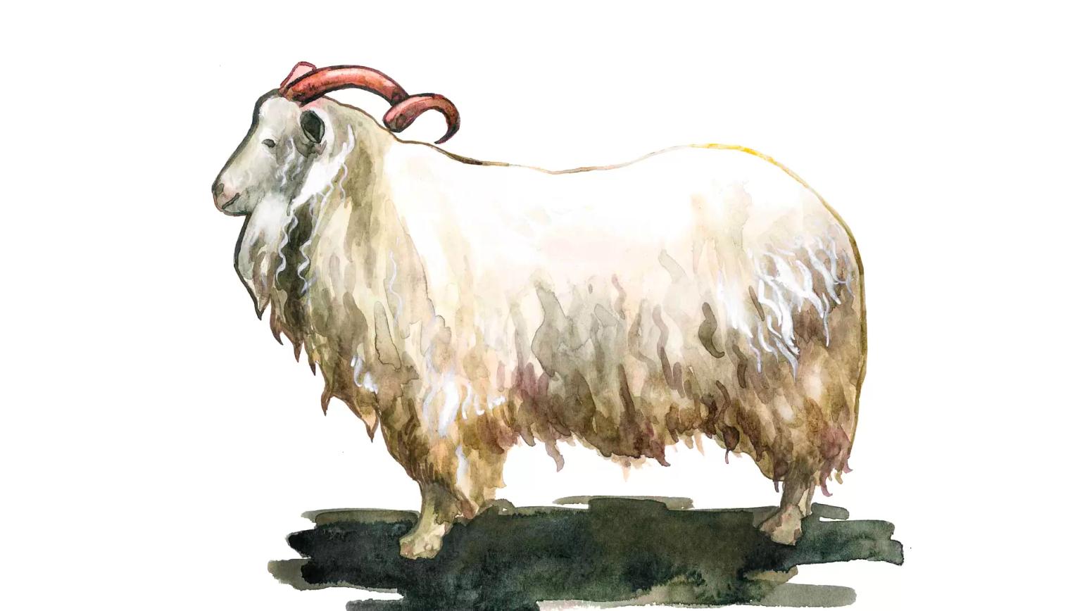 Советская шерстная порода коз