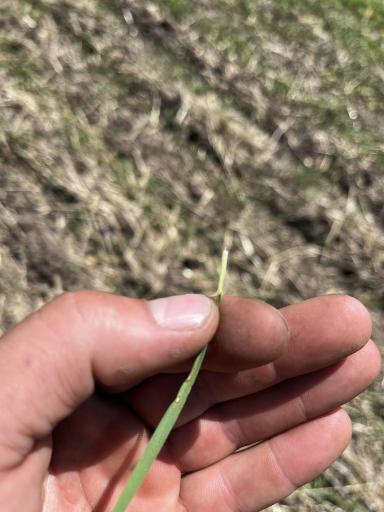 Причины появления пятен. 