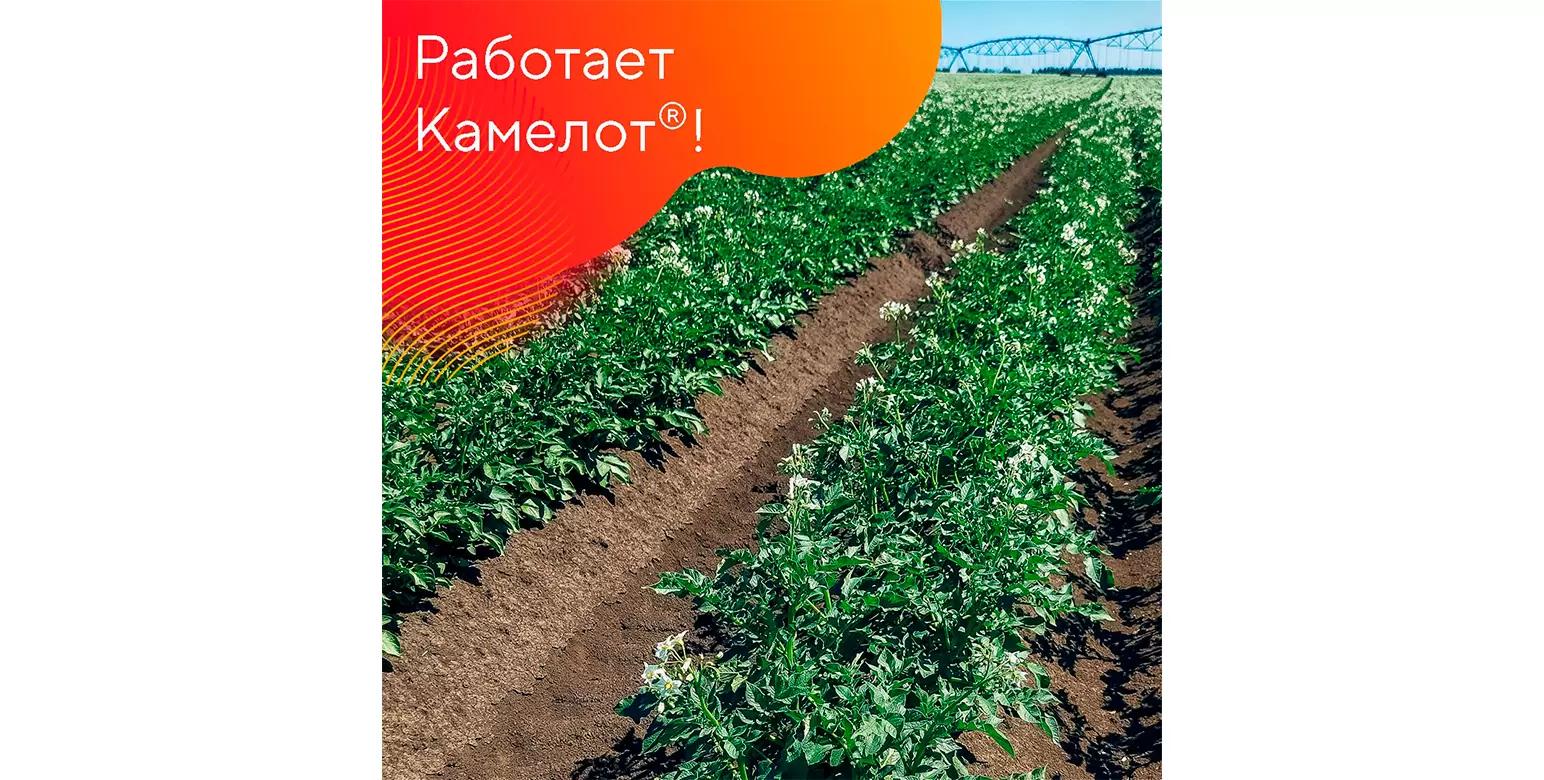 Гербицид Камелот® получил расширение регистрации на картофель