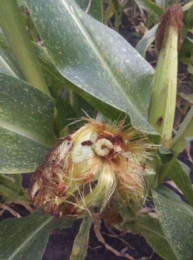 Гусеница хлопковой совки на кукурузе