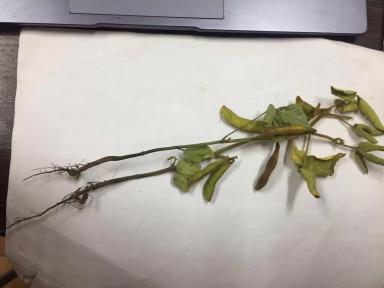 Подскажите пожалуйста, в чём причина недоразвитой корневой системы на сои