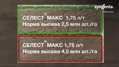 Норма высева озимой пшеницы (эксперимент)