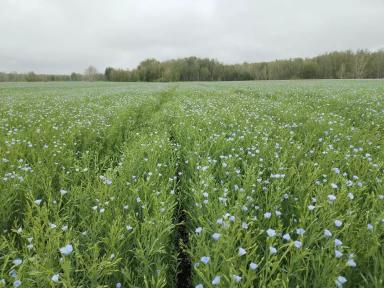 Вопросы из чатов: почему желтеют нижние листья?