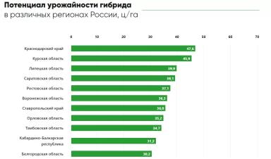 П 64 ЛЕ 99 - гибрид подсолнечника Пионер