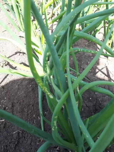 Что с листьями лука?