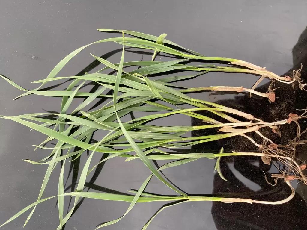 Вопросы из чатов: подкормка яровой пшеницы.