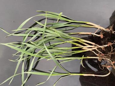 Вопросы из чатов: подкормка яровой пшеницы.