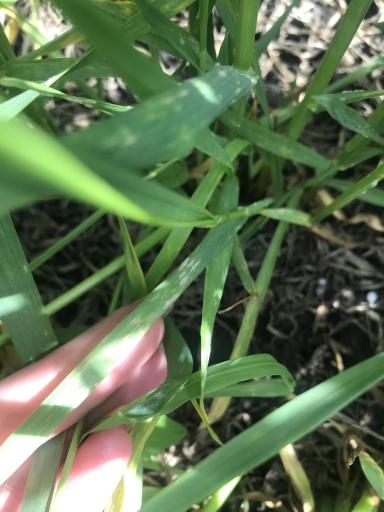 Мучнистая роса на озимой пшенице