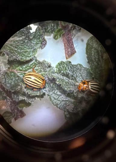 Делегация из РГАУ-МСХА имени К. А. Тимирязева посетила НИЦ