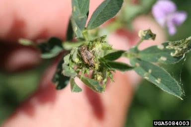 Листовой люцерновый долгоносик