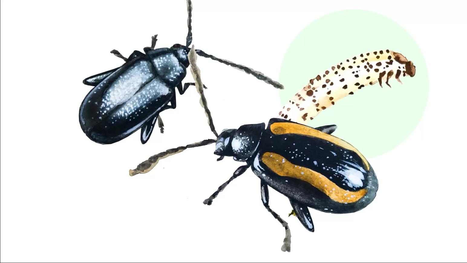 Крестоцветные блошки