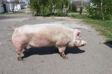 Литовская белая порода свиней