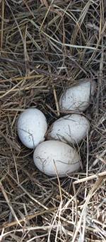 Яйцо гусиное инкубационное