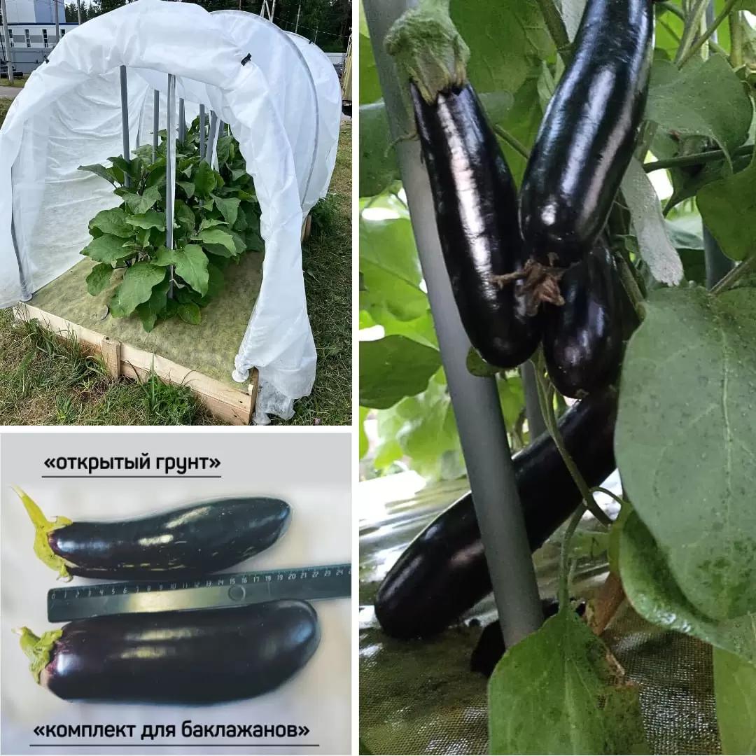 Шикарный конец сезона для баклажанов!