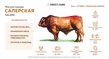 Салерская порода коров